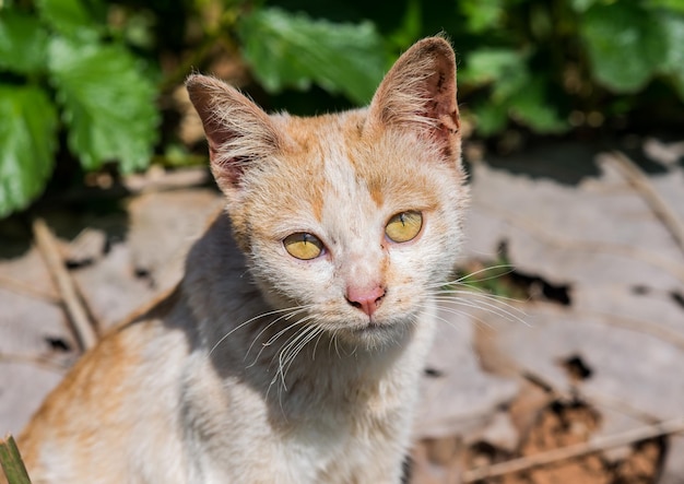 庭の小さな猫