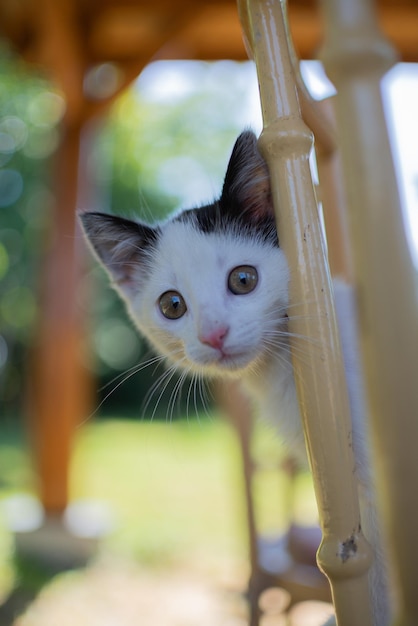 庭に隠れている小さな猫