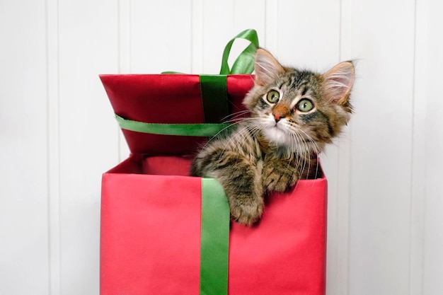 Little Cat is in a Red Gift Box Kitten for Present Kitty Christmas Festive Concept White Wood Background Copy Space for Text Pet Christmas Gifts Small Kitten in a Box wrapped by Green Ribbon