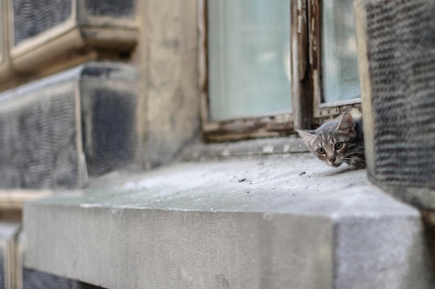 旧市街の窓辺に小さな猫が座っています