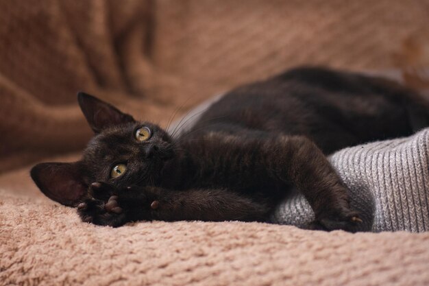 Il piccolo gatto è rannicchiato in un morbido letto mentre cerca di dormire simpatico gattino che riposa su un cuscino nell'interno della casa hygge