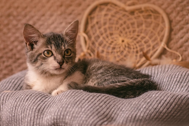 眠ろうとしている間、小さな猫は柔らかいベッドに寄り添います暖かい毛布とかわいいふわふわの子猫猫は柔らかいベッドで家で食べた後に休みます