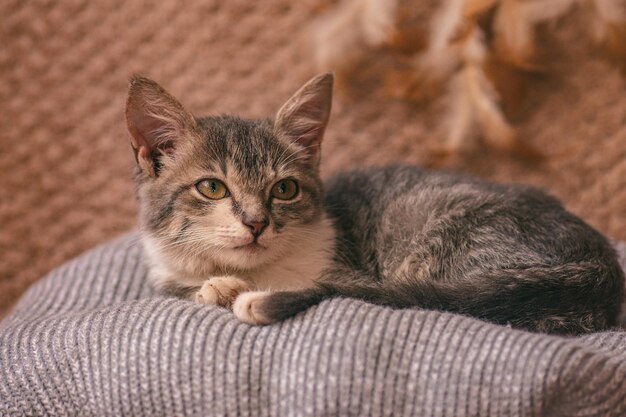 Little cat is snuggled up in soft bed while trying to sleep