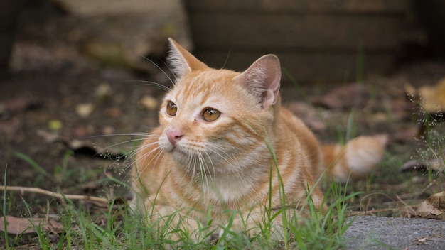 Little Cat Lay in Garden