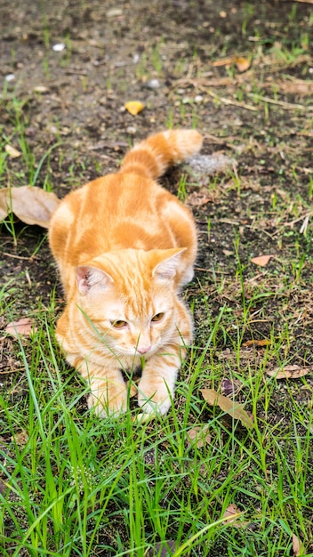 写真 小さな猫は庭に横たわり