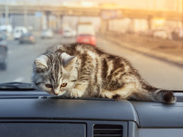 Piccolo gatto che giace in macchina