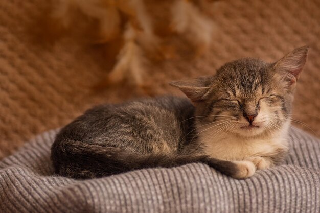 パステルカラーの枕の上の小さな猫コンセプトは家にいる柔らかい灰色のニットの背景でリラックスした子猫