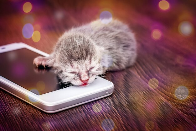 A little cat sleeps on mobile phone. Pleasant sweet colored dreams. Baby is sleeping