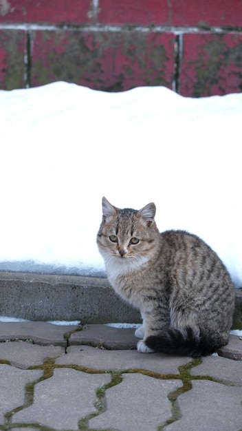 Маленькая кошка зимой