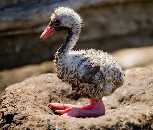 Little chick Caribbean flamingo. CUBA.