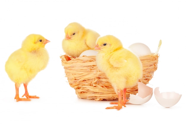 Little chick and eggs in nest, isolated