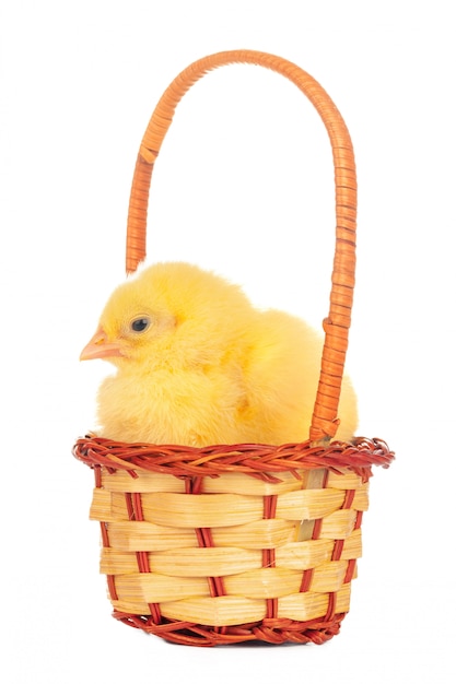 Little chick and eggs in nest, isolated