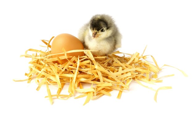 Little chick isolated. the chick sits on a homemade nest next to the egg.