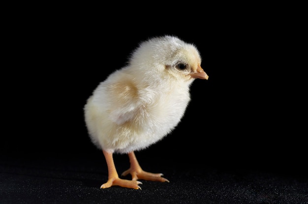 Little chicken on black background