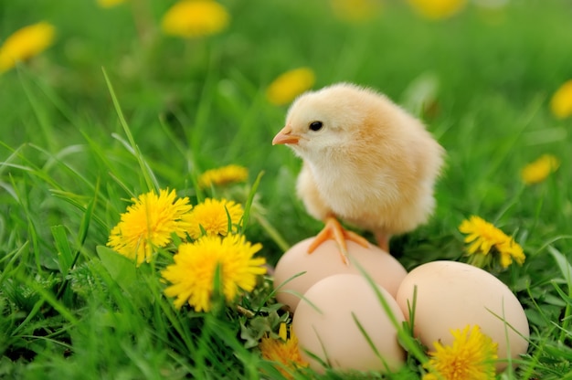 Piccolo pollo e uovo nell'erba in una fattoria