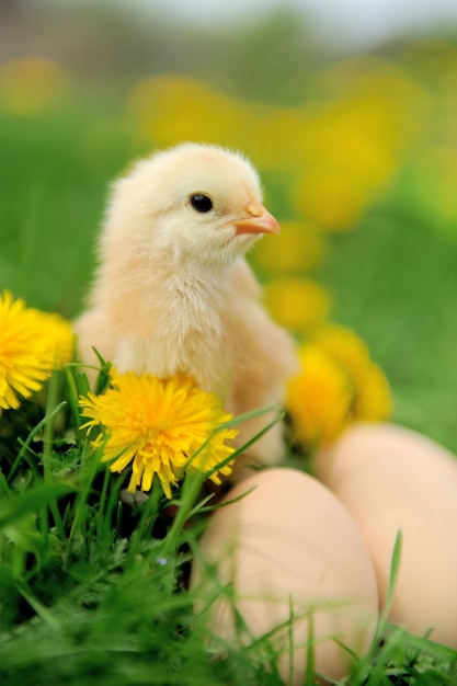 Photo little chicken and egg on the grass