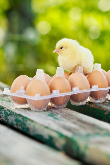 Little chicken and eggs on the wooden table. Green bsckground.