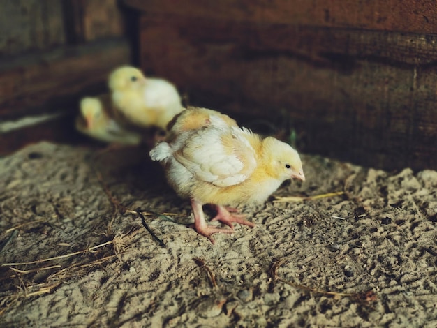 Маленькая курица на ферме смотрит в землю