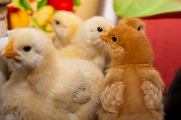 Little chicken on the floor close-up. Yellow chick. Young chicken.