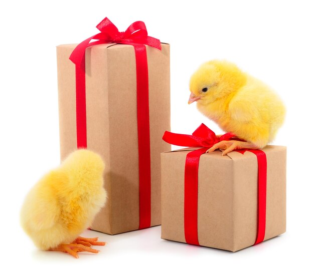 Little chicken and gift boxes isolated