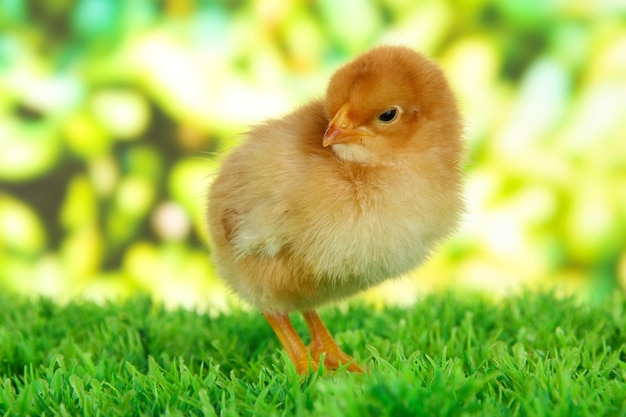 Little chicken on grass on bright background