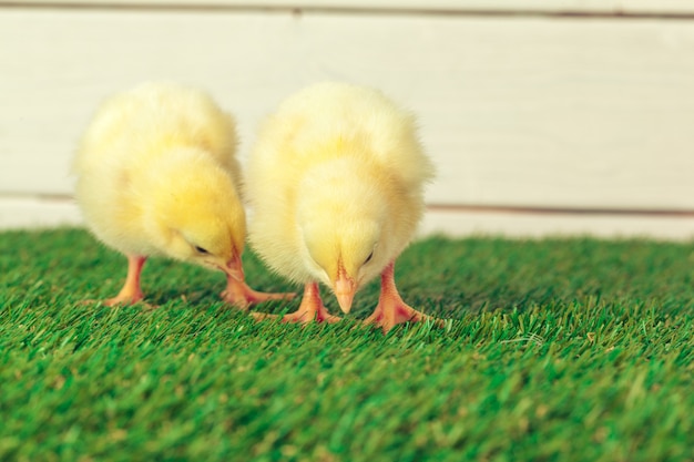 Photo little chicken on the grass