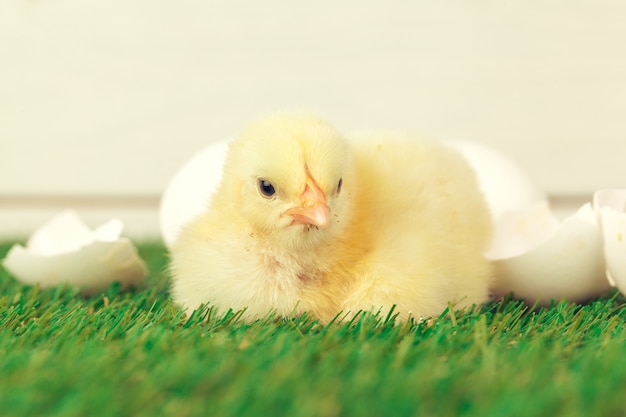 Photo little chicken on the grass