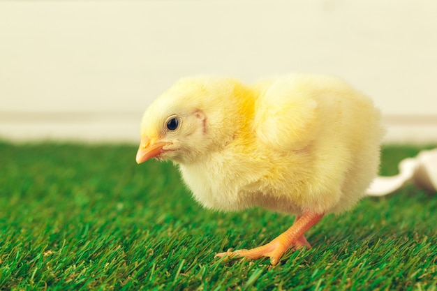 Little chicken on the grass