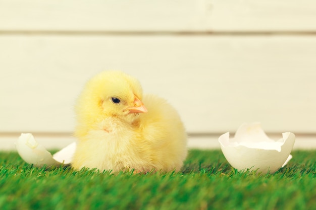 Photo little chicken on the grass