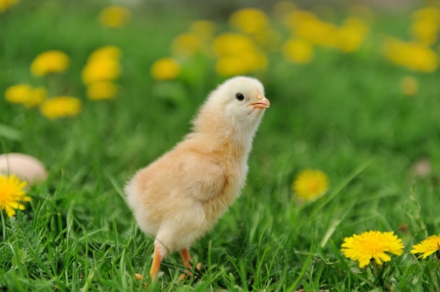 Photo little chicken on the grass