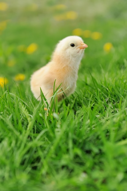 Foto piccolo pollo sull'erba