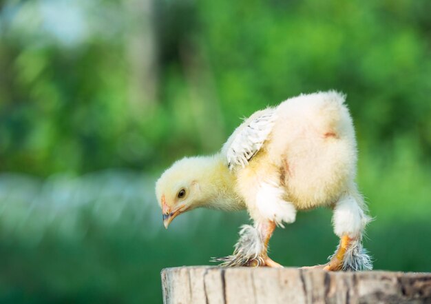 Little chicken in the grass