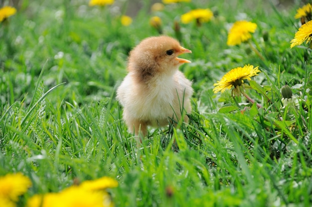 Little chicken on green grass