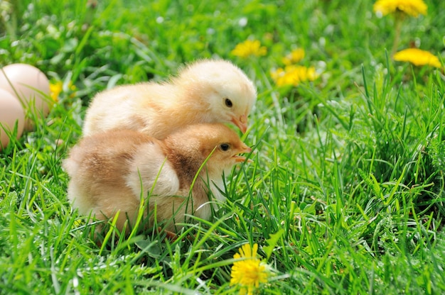 Little chicken on green grass.