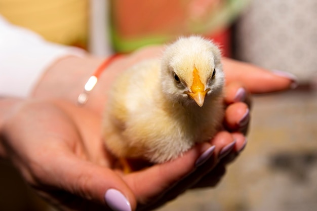 Little chicken in hands close-up. Yellow chick. Young chicken.