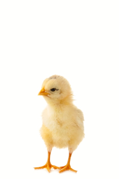 Little chicken isolated on white