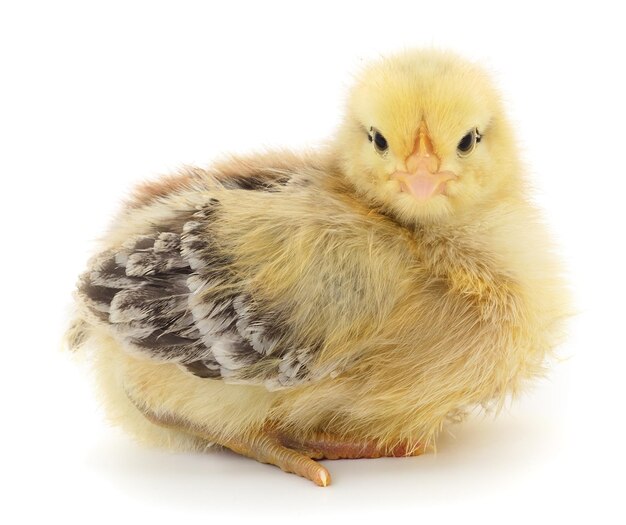 Little chicken isolated