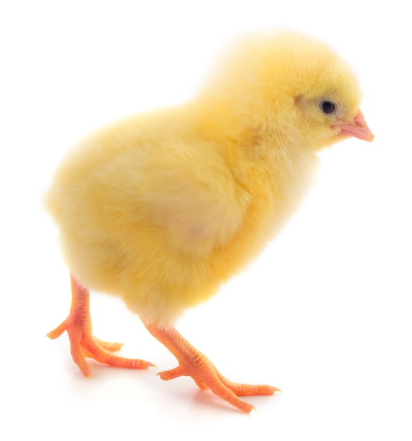 Little chicken isolated