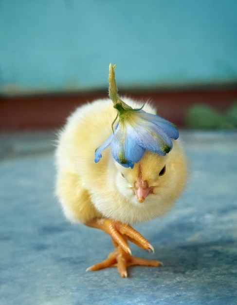 Фото Маленькая курица с цветком.