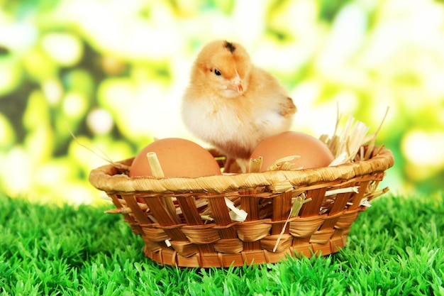 Маленький цыпленок с яйцами в плетеной корзине на траве на ярком фоне