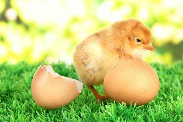 Little chicken with eggshell on grass on bright background