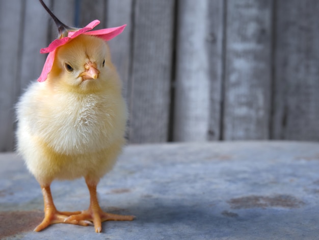 Gallinella con un fiore.