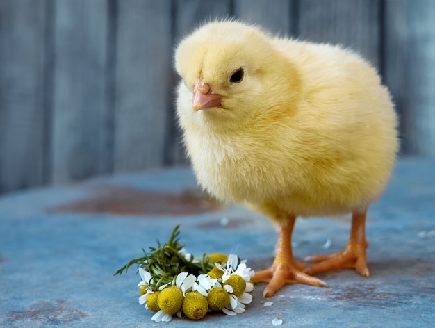 Photo little chicken with flowers.