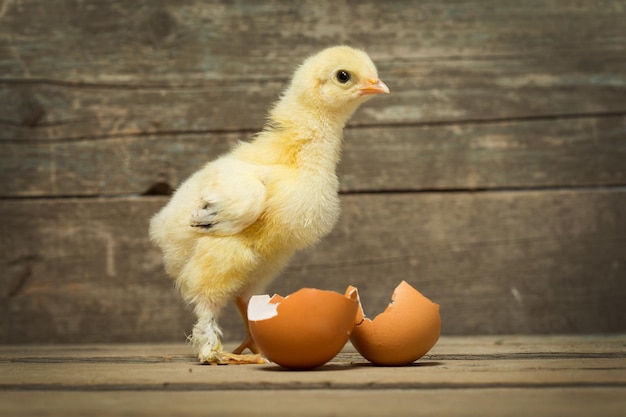 Little chicken on wooden boards