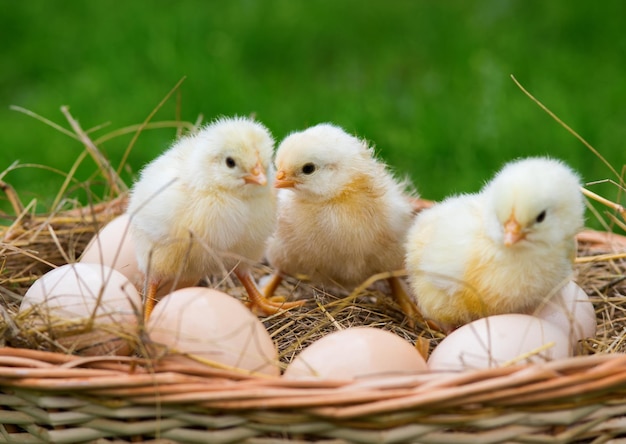 Маленькие цыплята сидят на яйцах