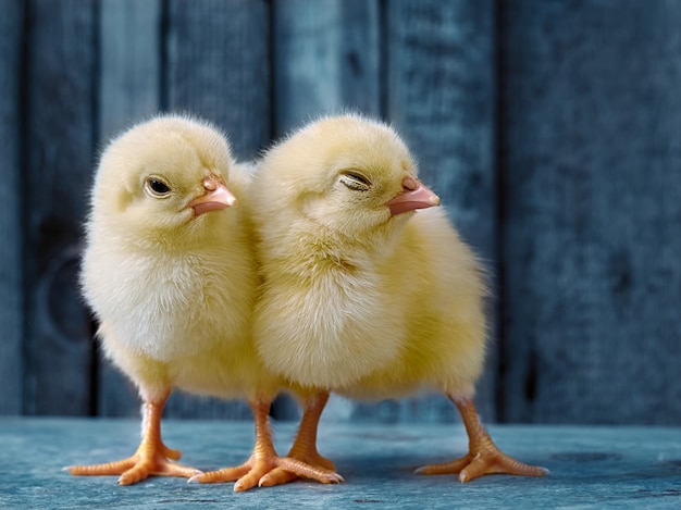 I piccoli polli stanno dormendo in un'azienda agricola su un fondo di legno.