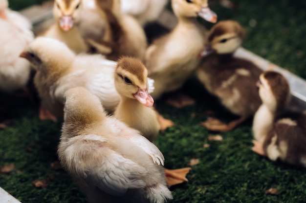 Little chickens and ducklings bask in the sun on the grass