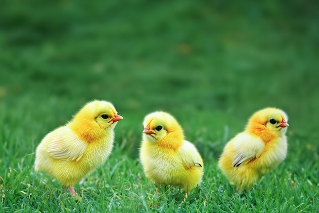 Little chickens on a green lawn Cute fluffy chickens together on green grass outdoors