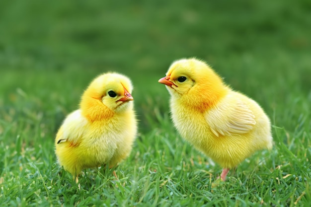 푸른 잔디밭에 있는 작은 닭 야외의 푸른 잔디에 함께 있는 귀여운 푹신한 닭