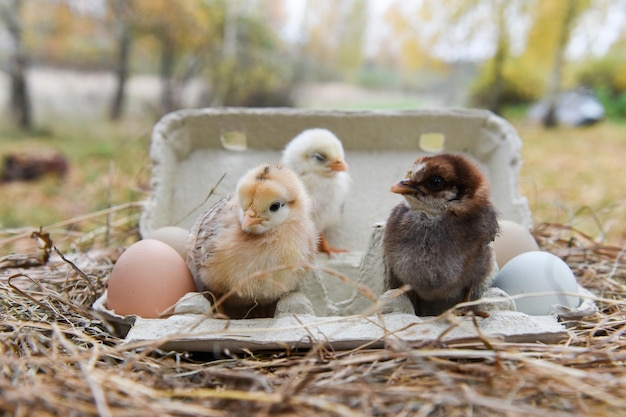 Little chickens with egg in egg box